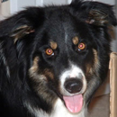 Howie was adopted in May, 2006